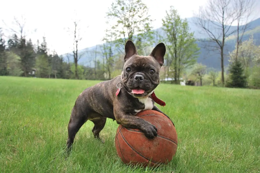 Arten von französischen Bulldoggen