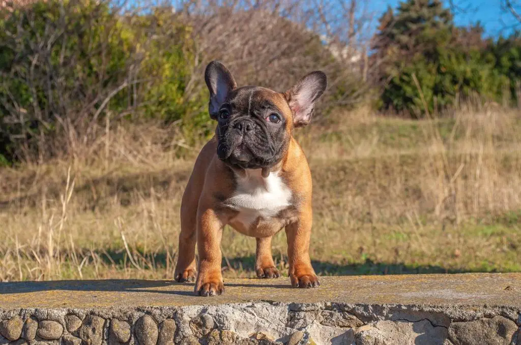 Arten der französischen Bulldogge