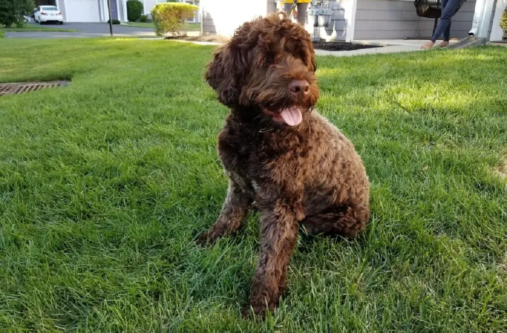 Hunde mit Schwimmhäuten
