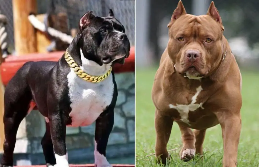 In welchen Ländern sind Pitbulls verboten?