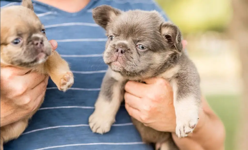 Wie sieht eine französische Bulldogge aus?