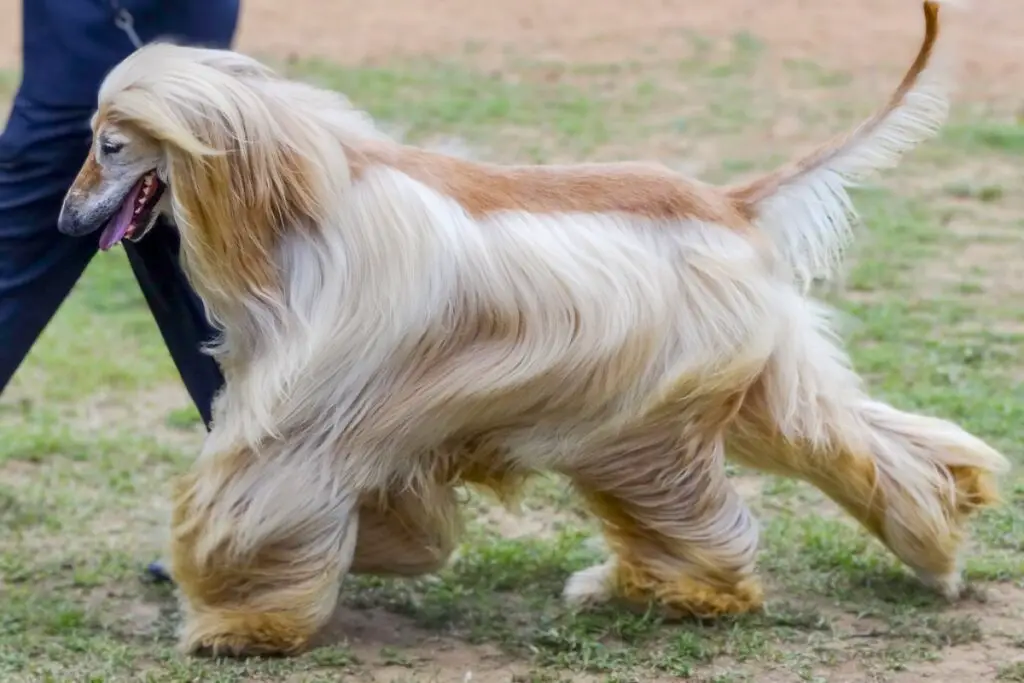 Welcher Hund kommt einem Wolf am nächsten?