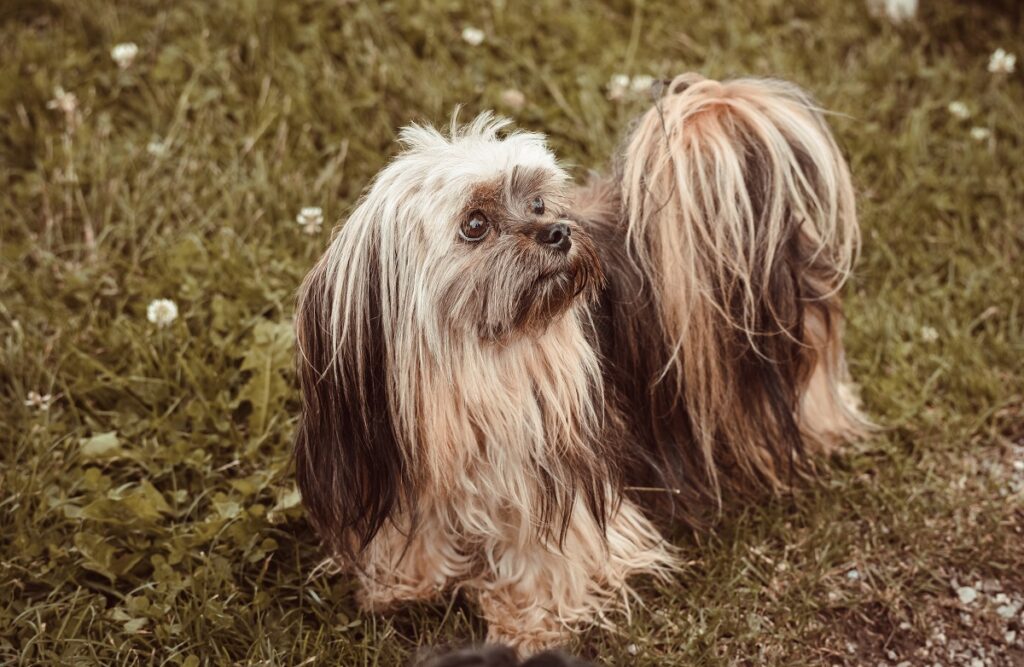 Welche Hunde können Gleichgewichtsassistenzhunde sein?