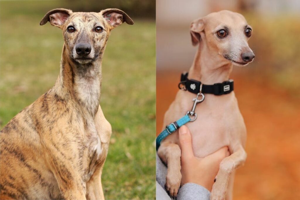 Whippet vs. italienischer Windhund