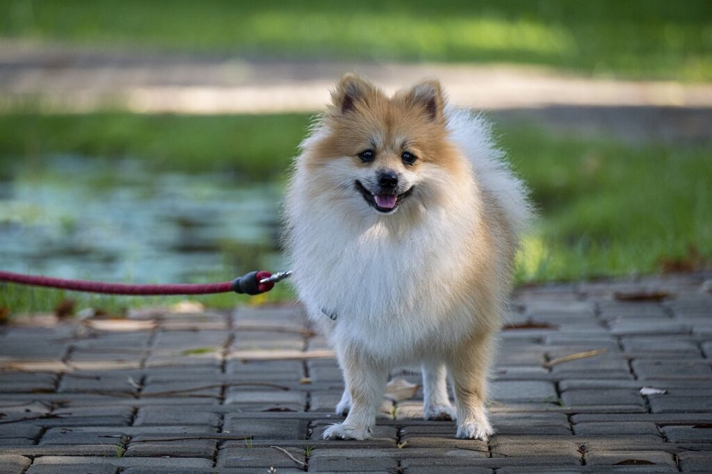 weiße und braune Hunde
