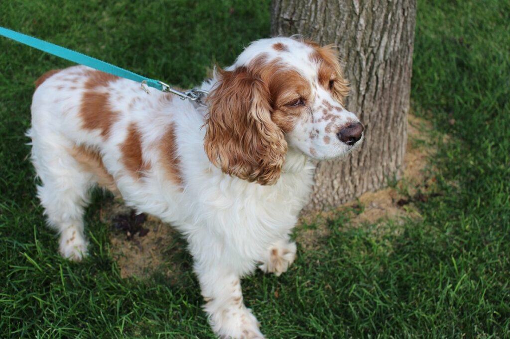 weißer Hund mit braunen Flecken
