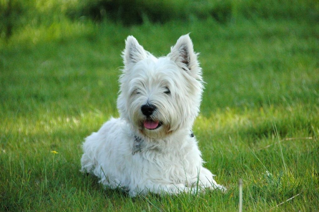 schwarze Hunde mit spitzen Ohren
