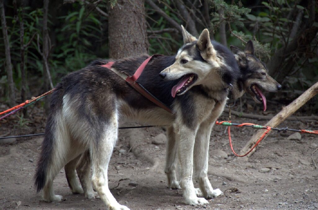 Alaskan Huskys