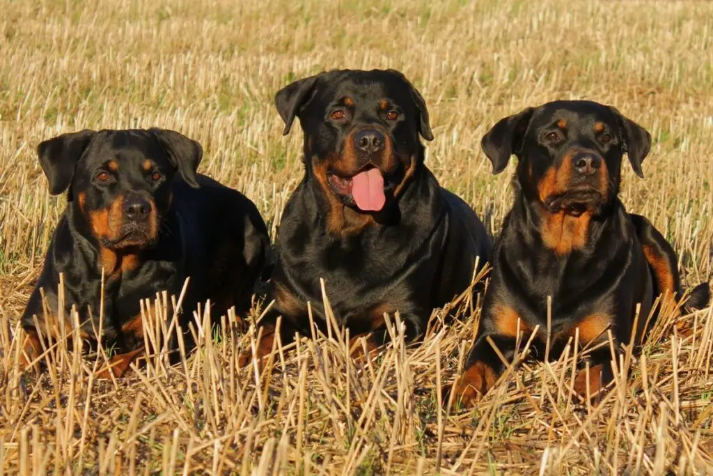 Wird mein Hund mich beschützen?