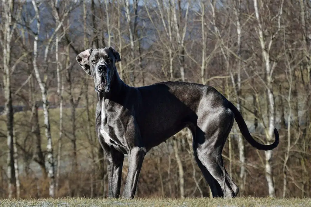 Kurzhaarige Hunde großer Rassen
