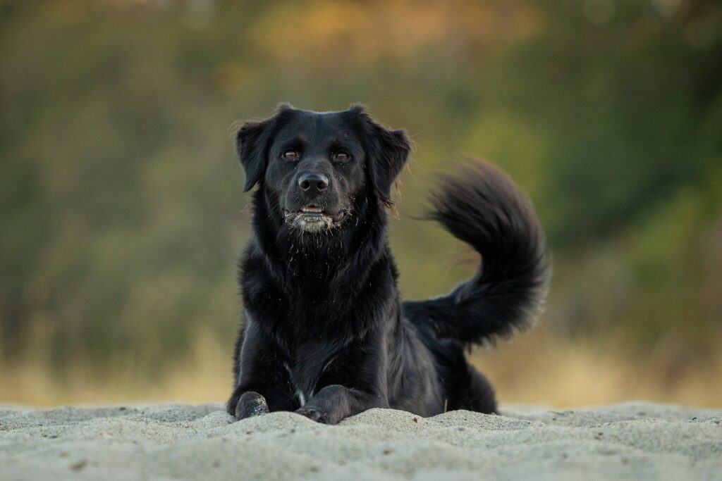 Schwarze Golden Retriever