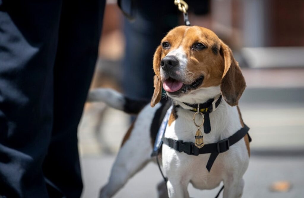 repräsentative Art des Polizeihundes
