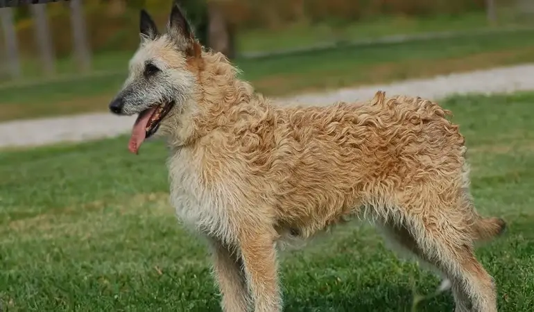 Welcher Hund sieht aus wie ein Deutscher Schäferhund?
