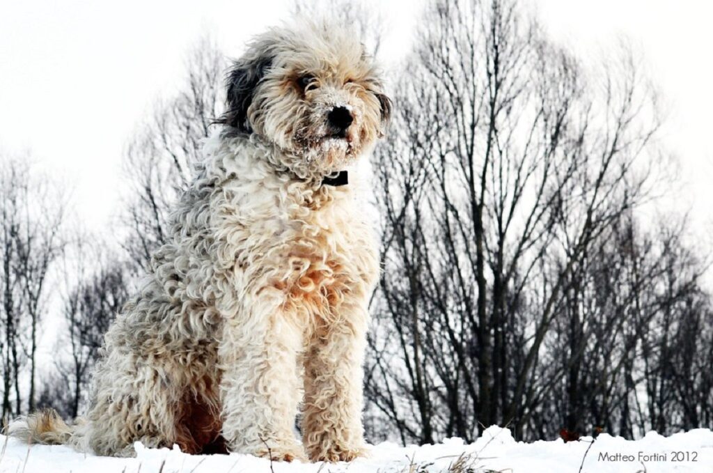 graue und weiße Hunde
