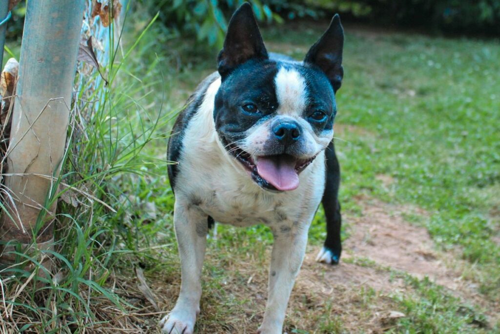 Boston Terrier