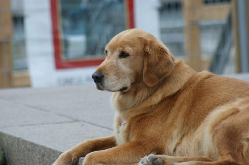 Kanadischer Golden Retriever