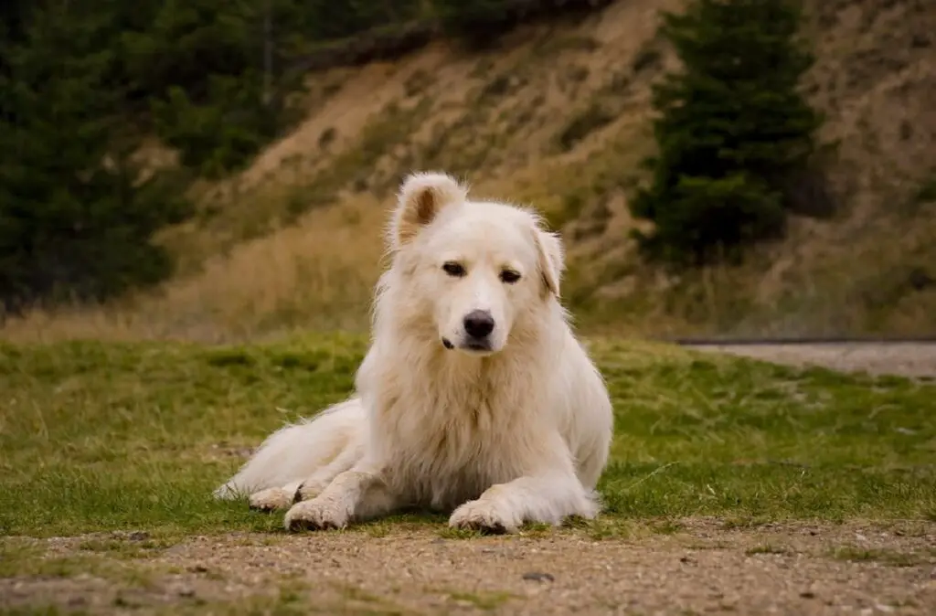 Hunde ähnlich dem Deutschen Schäferhund
