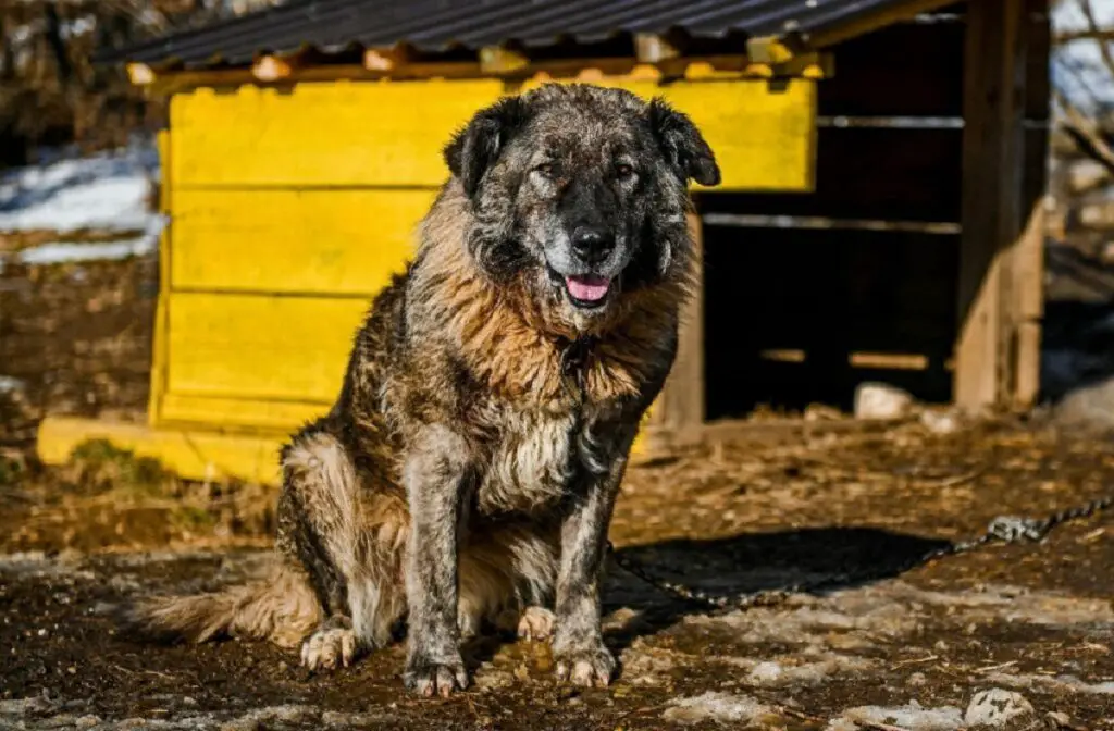 Welche Hunde sehen aus wie Deutsche Schäferhunde?
