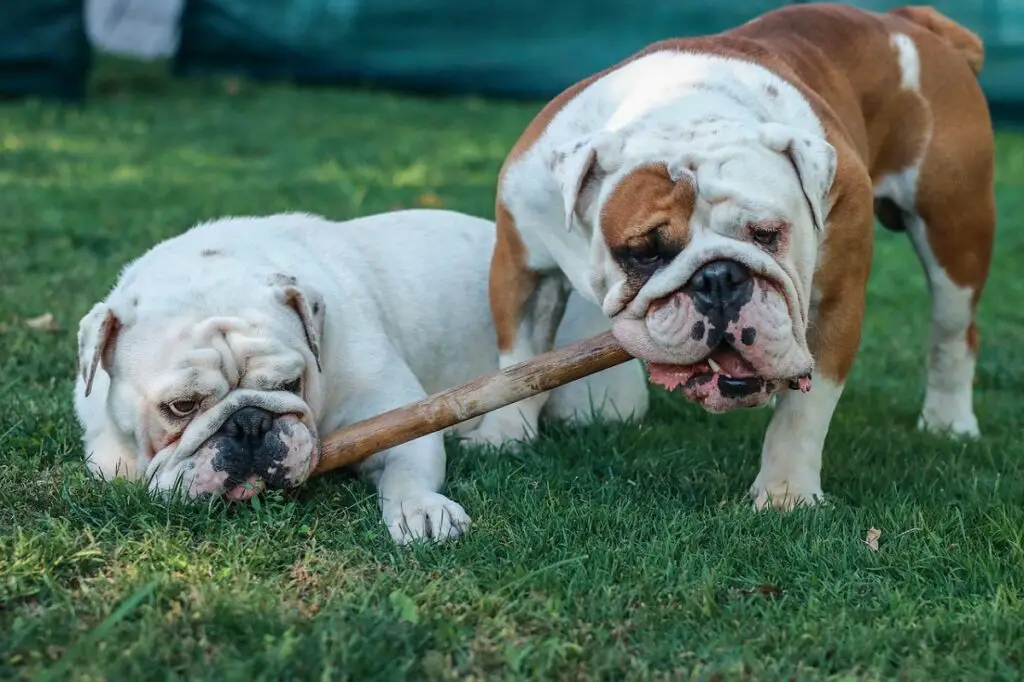 Gemeinsame Merkmale aller Bulldoggen