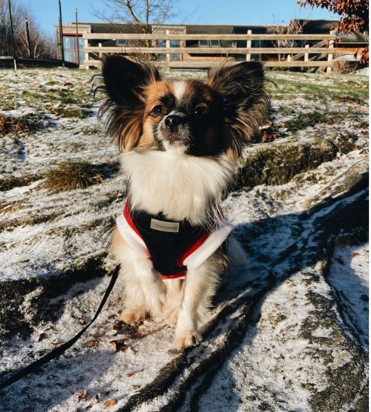 Mischung aus Chihuahua und Papillon