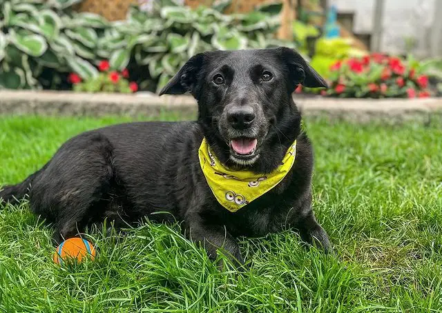 Corgi- und Labrador-Retriever-Mischung