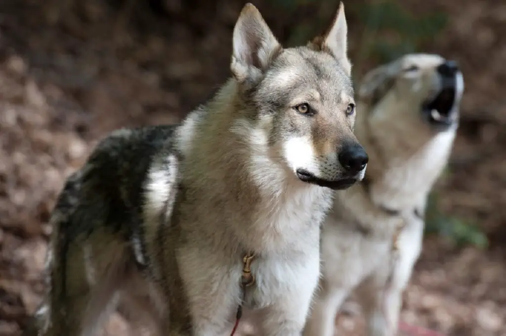 Hunde-Wolf-Rassen