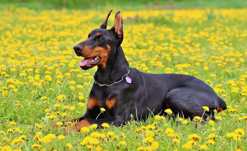 Dobermann-Pinscher