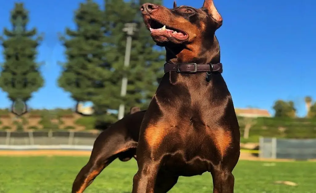 Dobermann-Pinscher-Pitbull-Mix