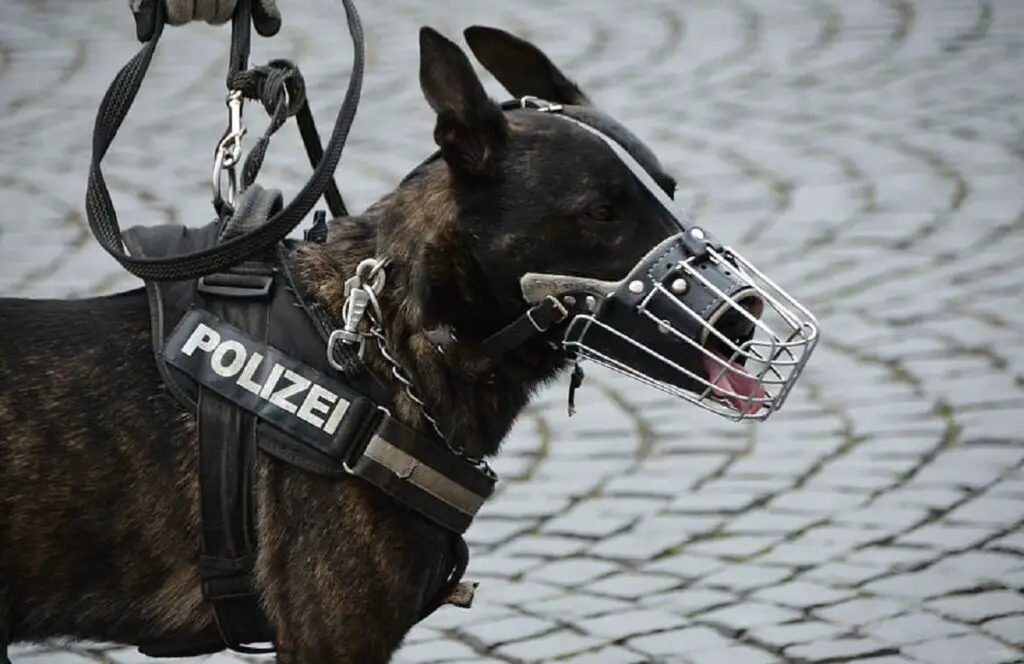 Hunde der Polizei