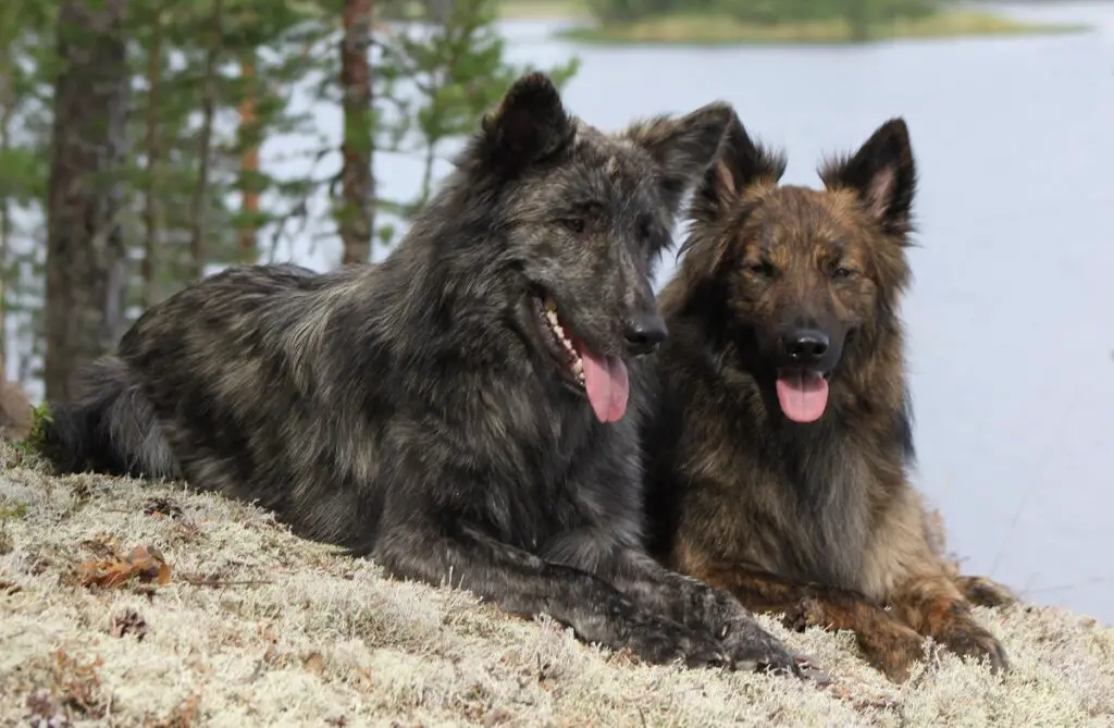 Hund wie Deutscher Schäferhund, aber größer
