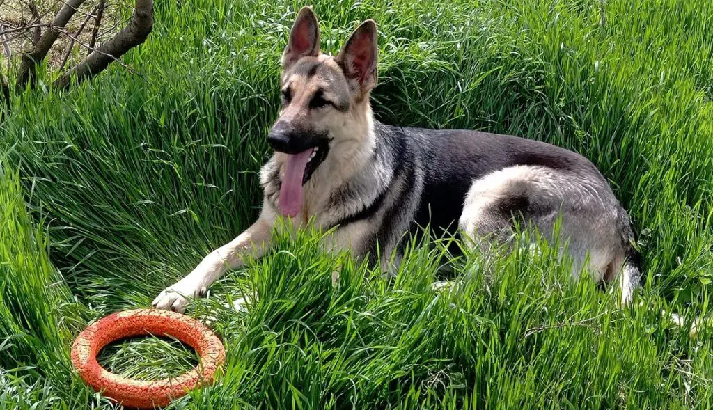 Hund, der wie ein Deutscher Schäferhund aussieht
