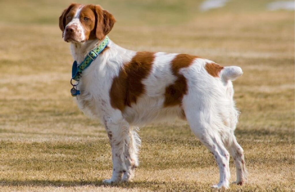 Englischer Springer Spaniel