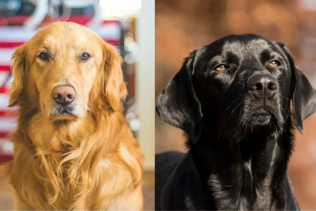 Golden Retriever gegen Labrador