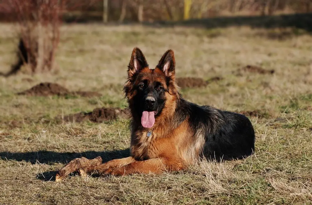 Hunderassen, die wie Deutsche Schäferhunde aussehen
