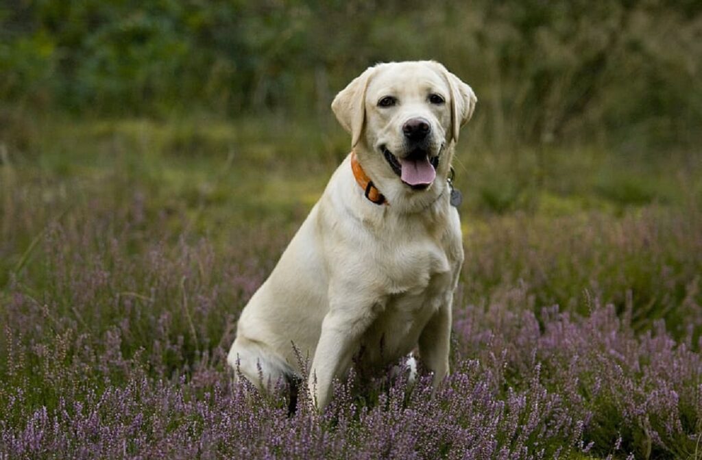 Die klügsten Hunde der Hundewelt