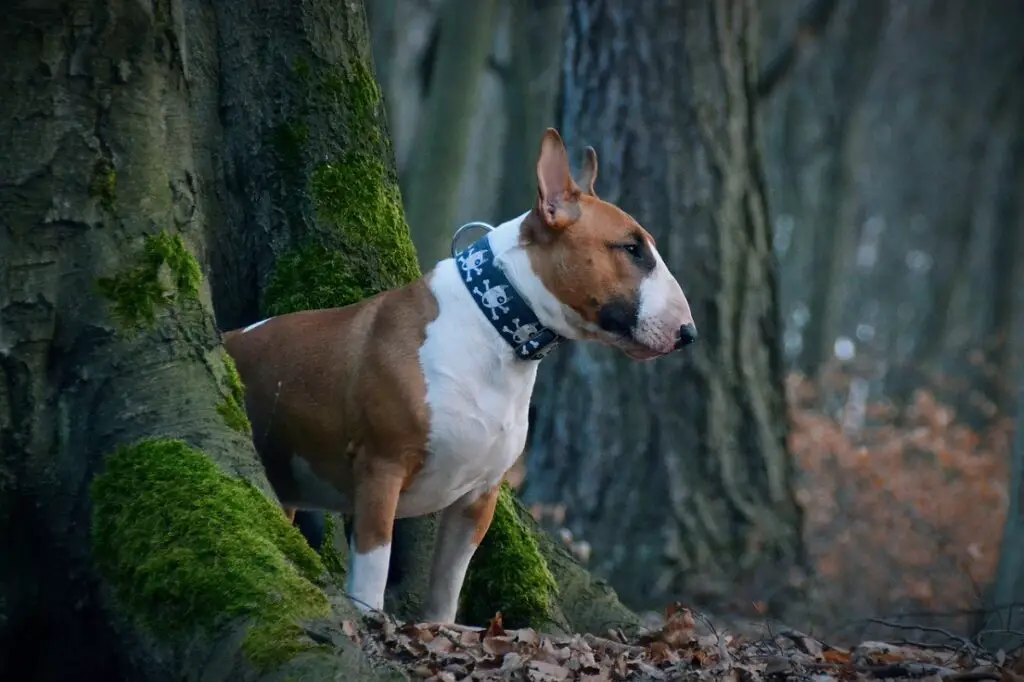 Mittelgroße kurzhaarige Hunde 