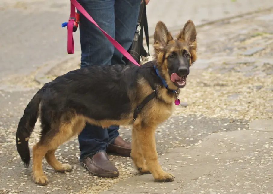 Mini-Deutscher Schäferhund
