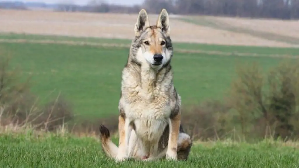 Kann ein Wolf mit einem Hund brüten?
