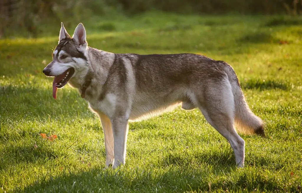 Hunde gemischt mit Wolf
