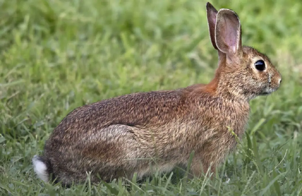 Was ist das beliebteste Haustier?
