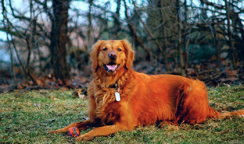 Rote Golden Retriever