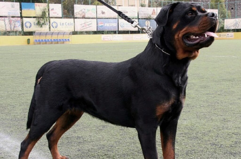 Hunde mit doppeltem Verwendungszweck