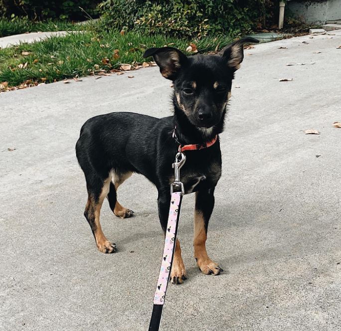 Chihuahua-Rottweiler-Mischling