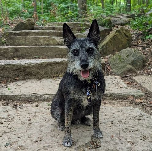 Chihuahua-Terrier-Mischling