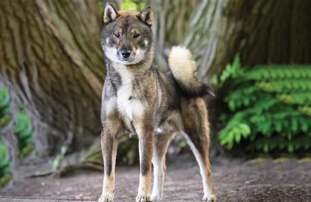 Hybride aus Hund und Wolf
