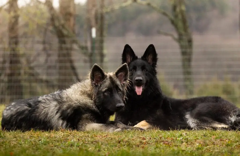 Hunde, die wie Deutsche Schäferhunde aussehen
