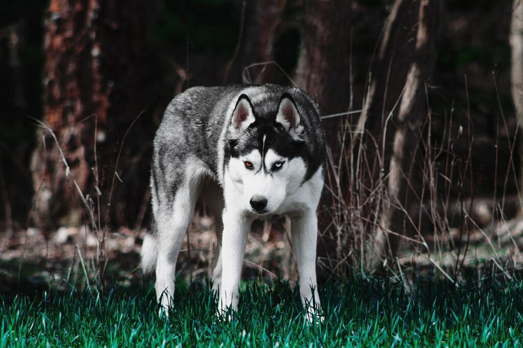 stärkster Hund
