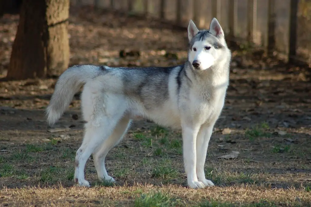 Sibirischer Husky