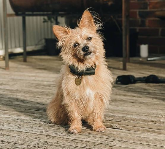 Silky Terrier x Chihuahua