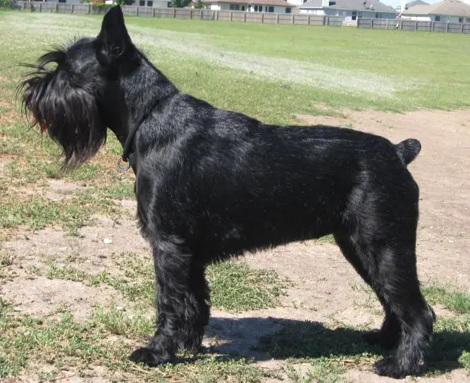 Standardschnauzer